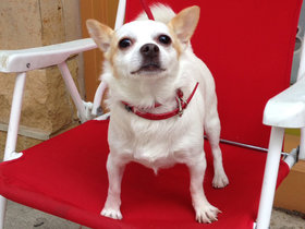 Shelby is a classic dog.